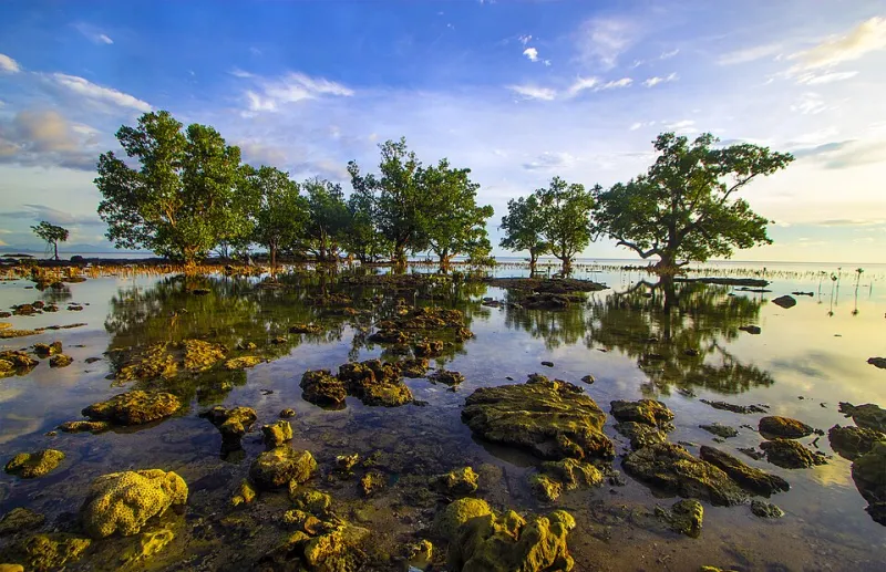 Mangroves, Rice, and Rainforest Remedies: Five Student Studies With Global Stakes